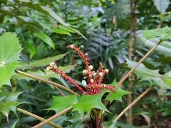 -广西壮族自治区药用植物园