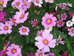 -天适樱花悠乐园