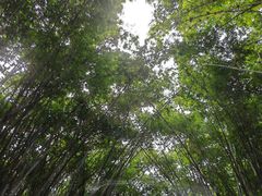 -海南热带野生动植物园
