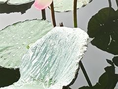 -惠州西湖丰渚园