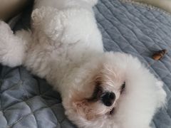 -利又安动物医院··老年病·猫科犬科·中兽医