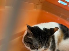 -瑞派申生动物医院·24H夜诊·国际动物医疗中心·骨外科(吴中路店)
