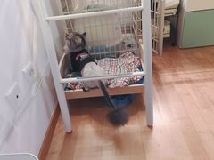 -猫大福·Fortune Cat猫舍(百子湾店)