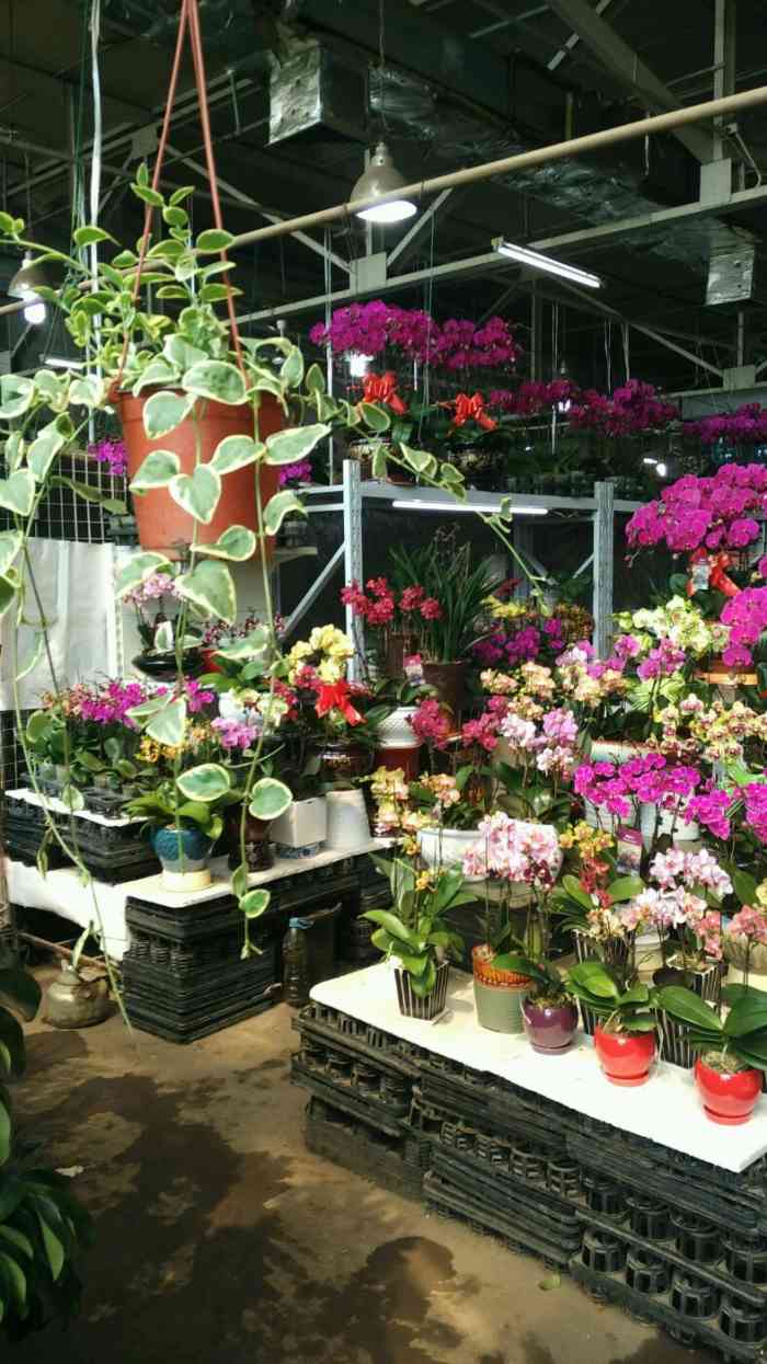 富美莱花卉市场