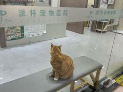 -派特宠物医院(圆融广场店)