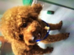 严国平动物医院-严国平动物医院(德政总院)