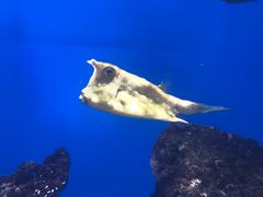 -烟台海昌鲸鲨海洋公园