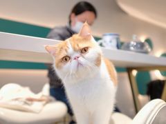 -飞行喵MR PILOT|猫舍·猫咖(静安大融城店)