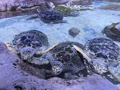 -南昌海洋公园