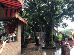 -柴犬高等学院·狗咖·柴犬售卖·宠物训练