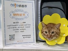-纳吉亚猫专科动物医院·北北分院