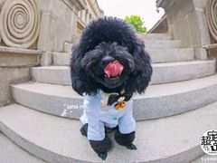 -超宠爱宠物摄影-Super pet