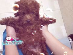 -仁华宠物医院(青羊店)