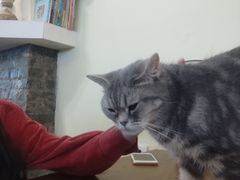 -猫色咖啡·猫咖