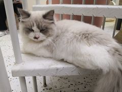 -Umiao与猫咖啡 猫咖