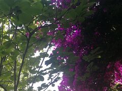 -三圣花乡旅游区