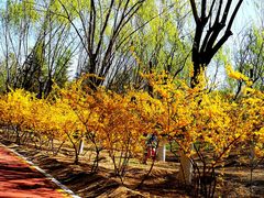 -大兴滨河森林公园