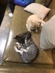 -罗亚帝·NASHOW纳秀形象设计