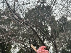 -高东镇樱花园