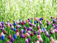 -西湖风景区-江洋畈生态公园