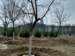 -永定河休闲森林公园