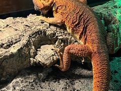 -帕帕拉兹宠物(亚洲旗舰店)