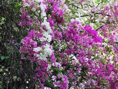 -深圳国际园林花卉博览园