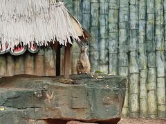 -深圳野生动物园