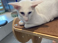 -飞行喵MR PILOT|猫舍·猫咖(静安大融城店)