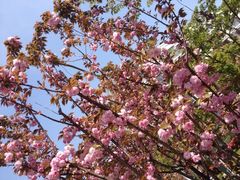 iphone_upload_pic-高东镇樱花园