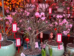 -越秀西湖花市(广州城市广场花卉店)