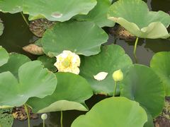 -天津东丽湖风景区