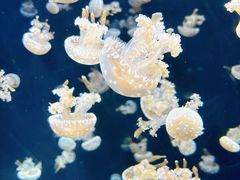 -新加坡海洋生态馆