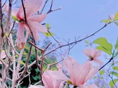 -深圳国际园林花卉博览园