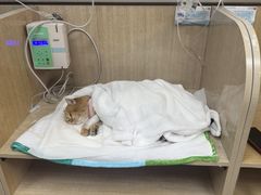 -北京观赏动物医院·24小时大型综合·猫专科·异宠专科