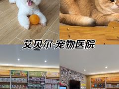 -艾贝尔宠物医院·24H转诊中心·肿瘤猫专科(江宁双龙店)