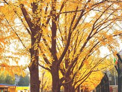 -三里屯东五街银杏大道