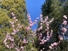 -香山公园