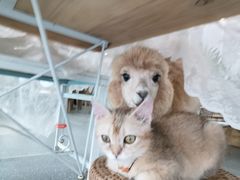 -共舞时光猫咖·狗咖(新街口店)