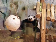 -深圳野生动物园