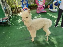 -萌宠亲子动物乐园(槐房万达店)