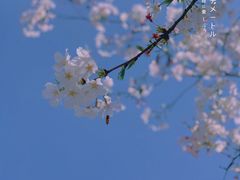 -鸡鸣寺