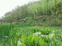 -重庆彩云湖湿地公园