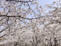 -高东镇樱花园