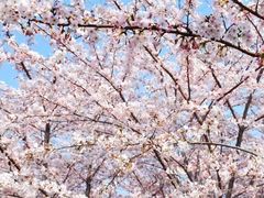 -高东镇樱花园
