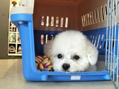 -我爱吾宠宠物美容院(朝阳路店)