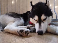 -Husky Go! 哈士奇体验馆·宠物咖啡厅狗咖