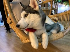 -Husky Go! 哈士奇体验馆·宠物咖啡厅狗咖