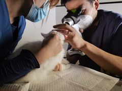-萌兽医馆·犬猫专科·眼科中心·宠物医院(朝阳门分院)