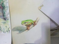 彩铅树蛙-津艺画室
